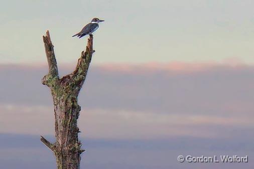 Perched Kingfisher_07950.jpg - Belted Kingfisher (Ceryle alcyon) photographed near Carleton Place, Ontario, Canada.